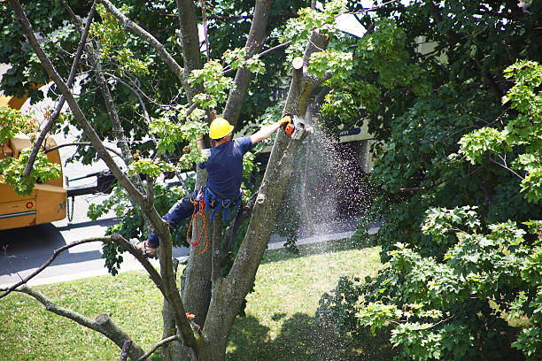 Professional Tree Care in Grottoes, VA